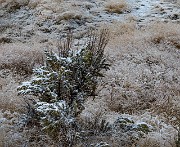 Snowy Shrub 19-9679